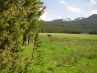 A Moose in Big Meadow